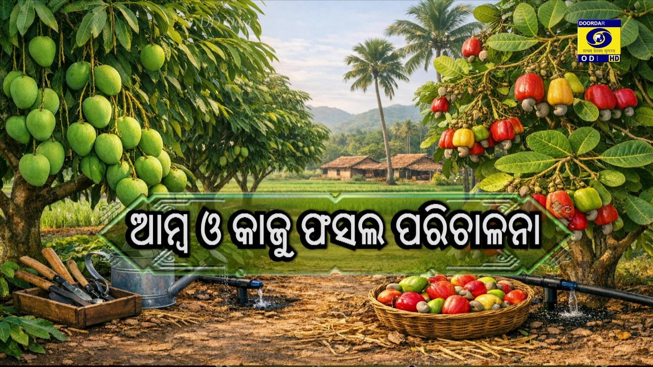 Krushi Darshan || Phone in Live ||  ଆମ୍ବ ଓ କାଜୁ ଫସଲ ପରିଚାଳନା || 10th March 2026 @6pm