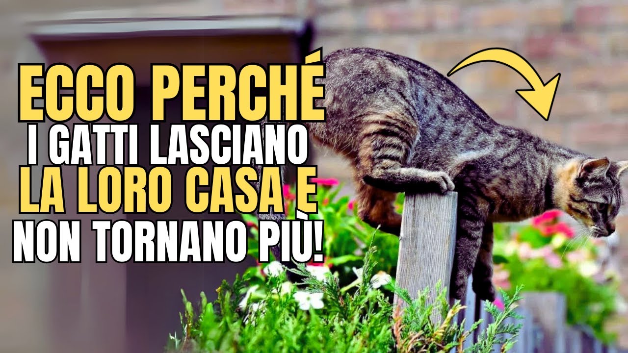 Perché i gatti se ne vanno e non tornano mai più? 8 MOTIVI e come evitarli