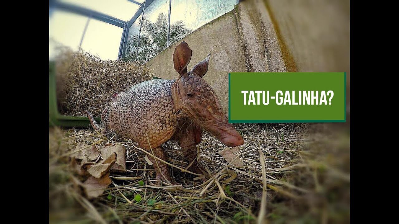 CEPTAS - Caso do tatu Tite