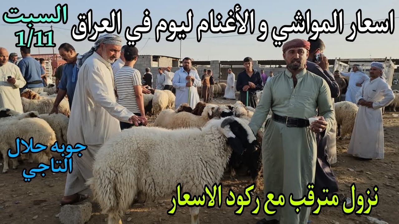 اسعار المواشي و الأغنام في العراق سوق مواشي محافظة بغداد في التاجي يوم السبت 1/11 انخفاض مع ركود سعر