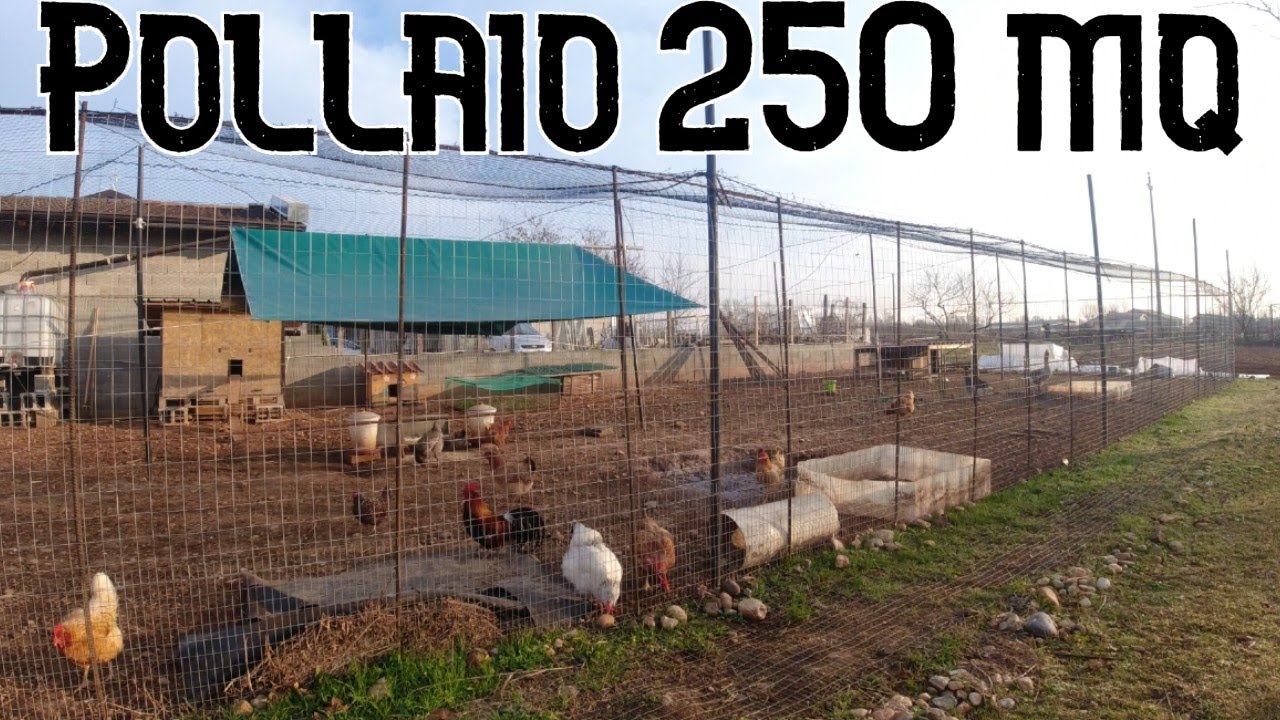Ecco il nostro pollaio da 250 Mq a prova di Volpe