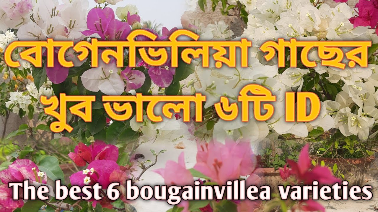 বোগেনভিলিয়া গাছের খুব ভালো ৬টি  ID, The best 6 bougainvillea varieties.