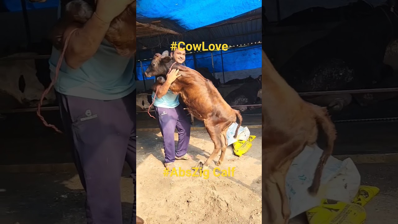 #ABS #zig  #tdmdairymokama #chattisgarh #congress  #ytshorts #telangana  #rajasthan #mpelection2023