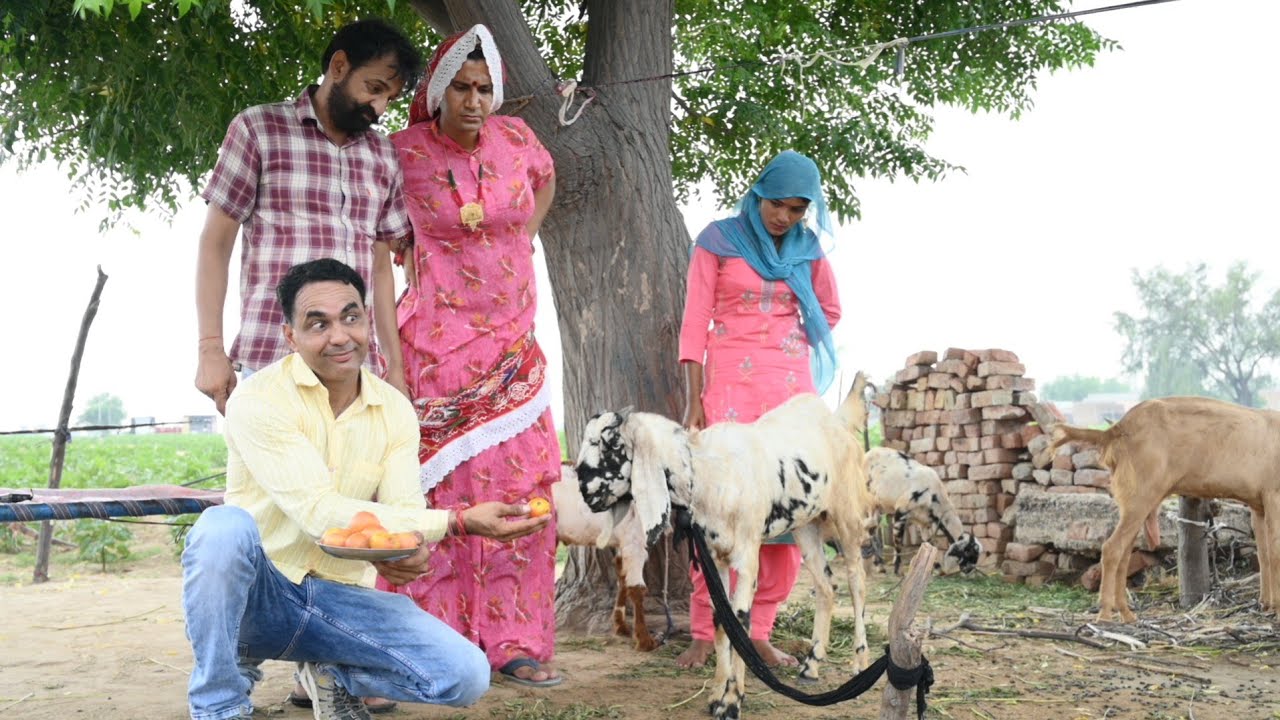 गाडी घोड़ा गो गुमान #rajasthanicomedy #amitgodarasaliwala
