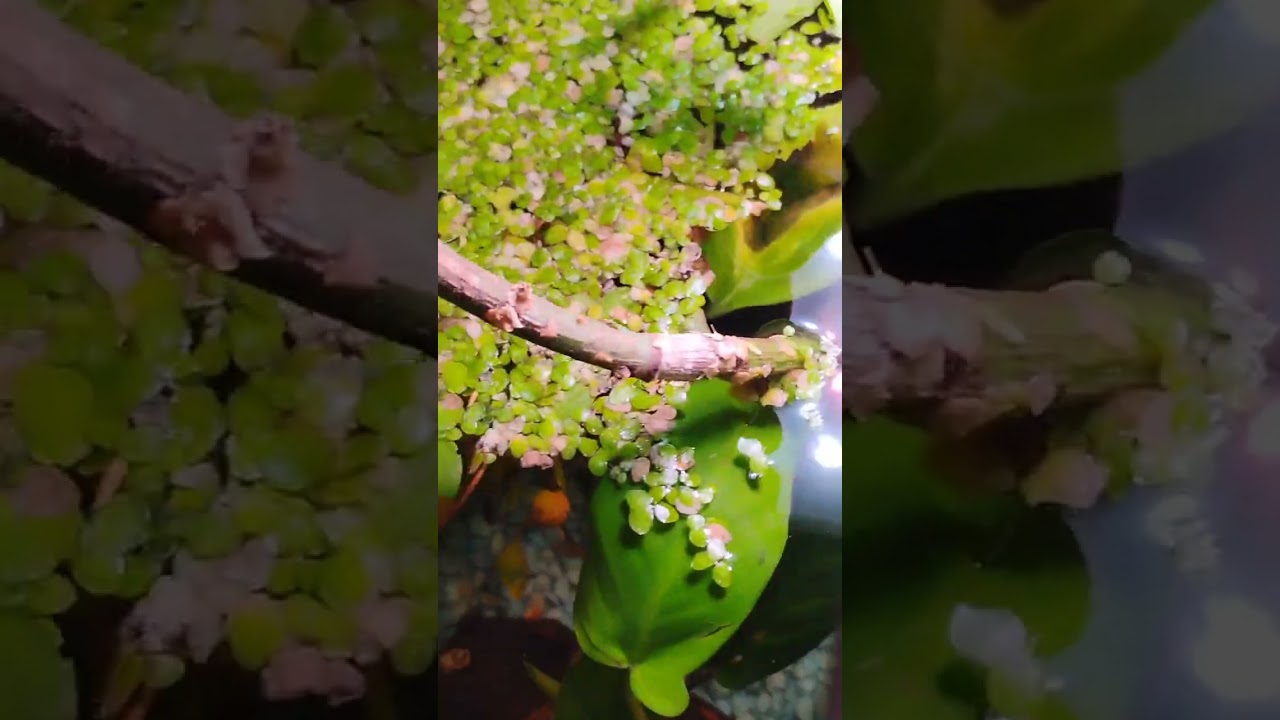 Community Fish Tank