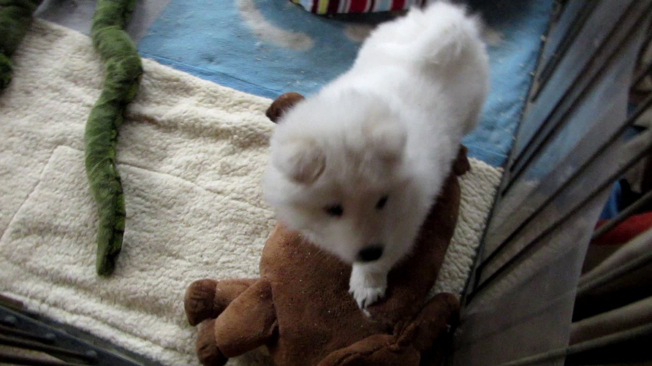Samoyed puppies 7 weeks old -Samojeden Welpen 7 Wochen alt