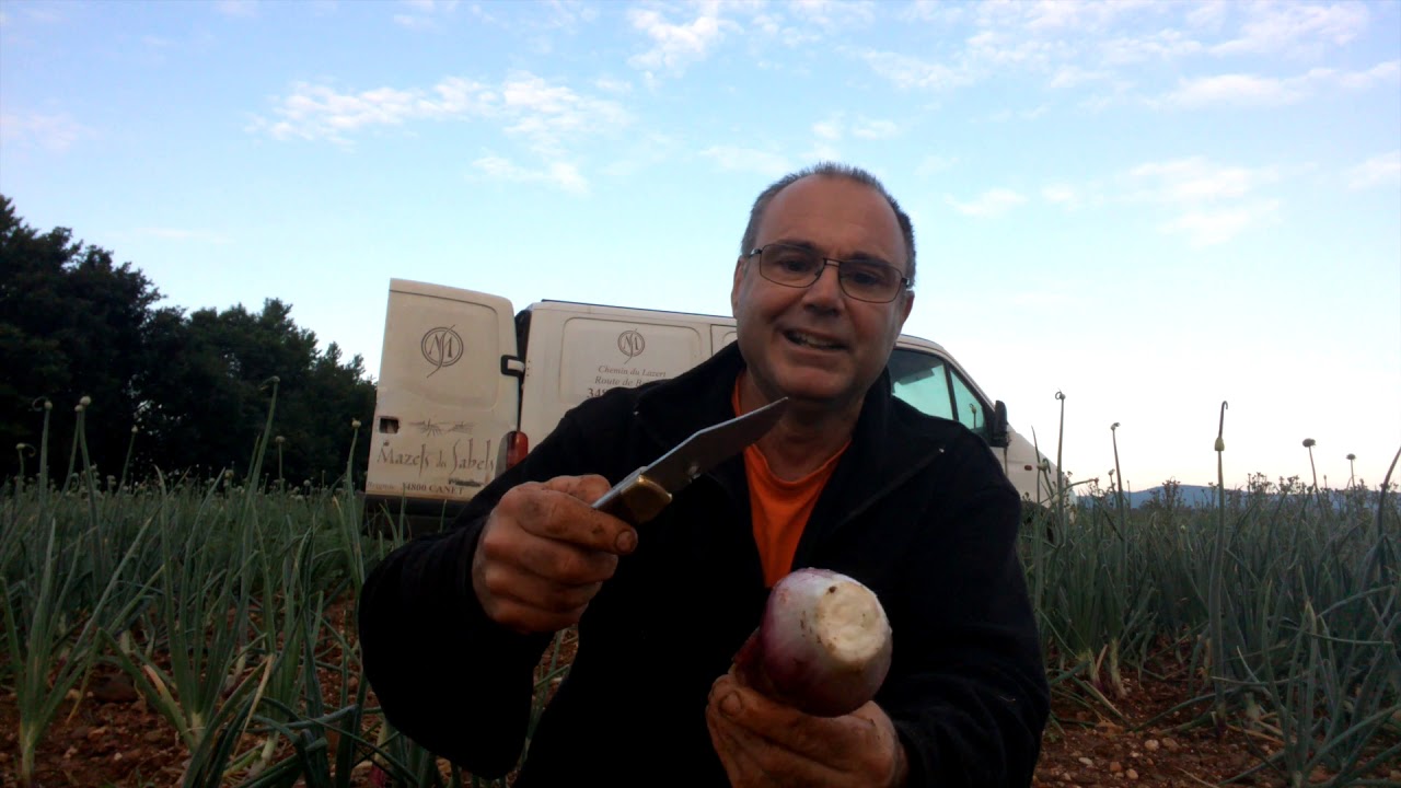 les oignons rouge Furio et Simiane