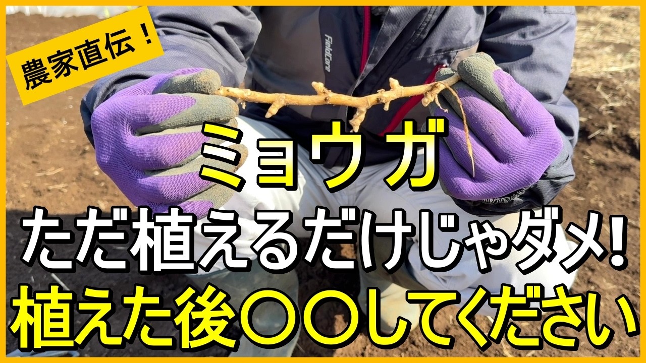 【ミョウガ栽培】植えた後のほんのひと手間で収穫量が変わります【有機農家直伝！無農薬で育てる家庭菜園】　26/2/26