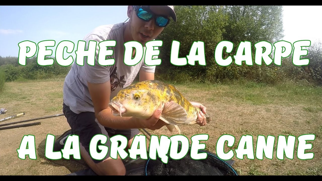 Magnifique carpe KOI à la grande canne