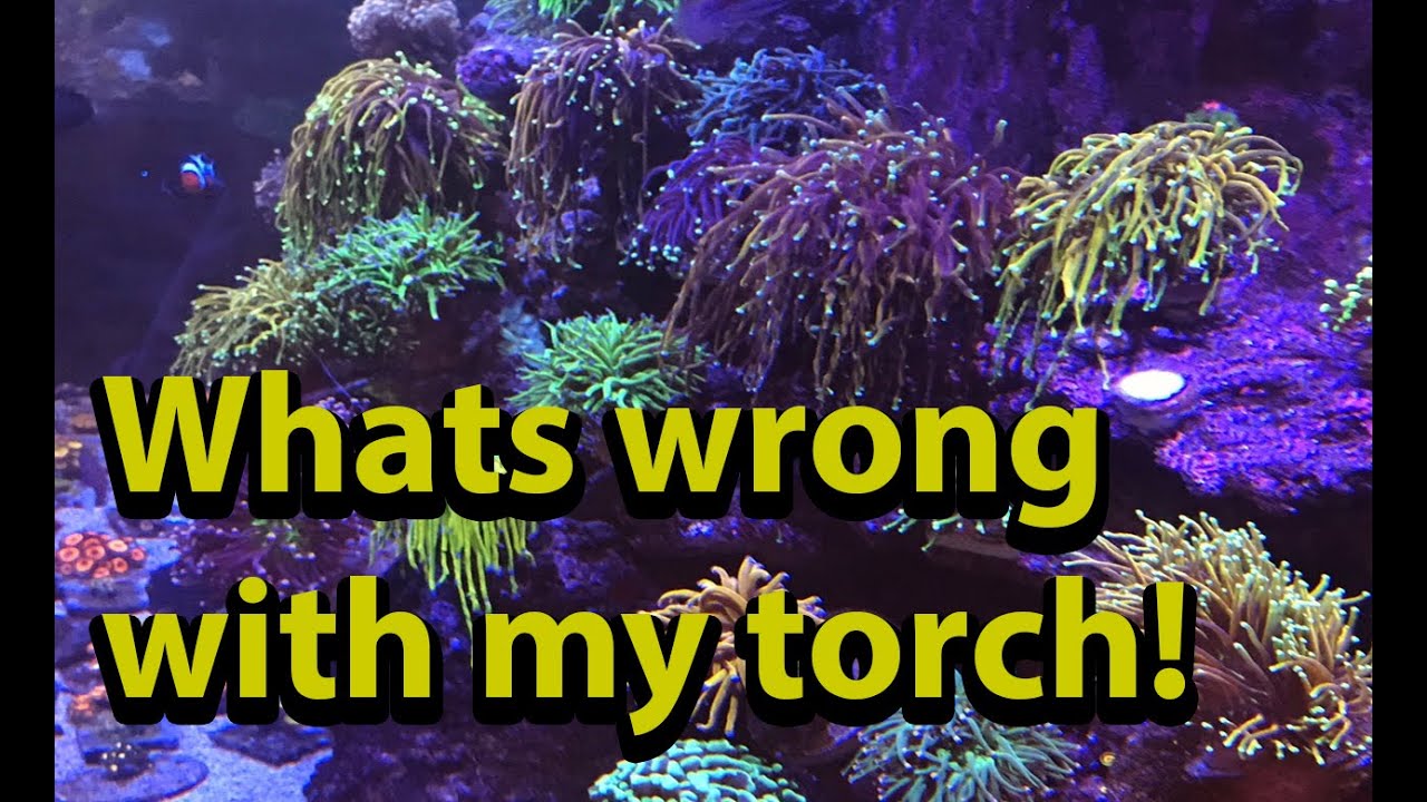 Почему мой Torch Coral не открывается? \\ Диагностика проблем с Torch Coral