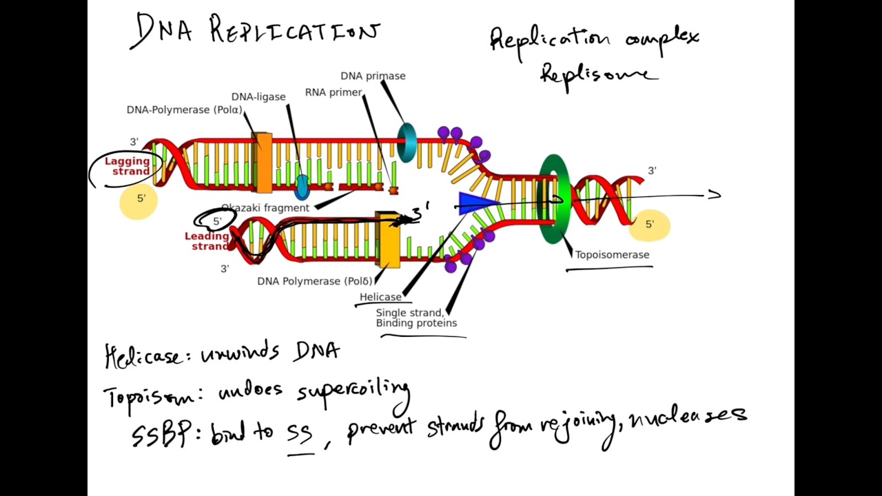 DNA Replication: MCAT Biochemistry