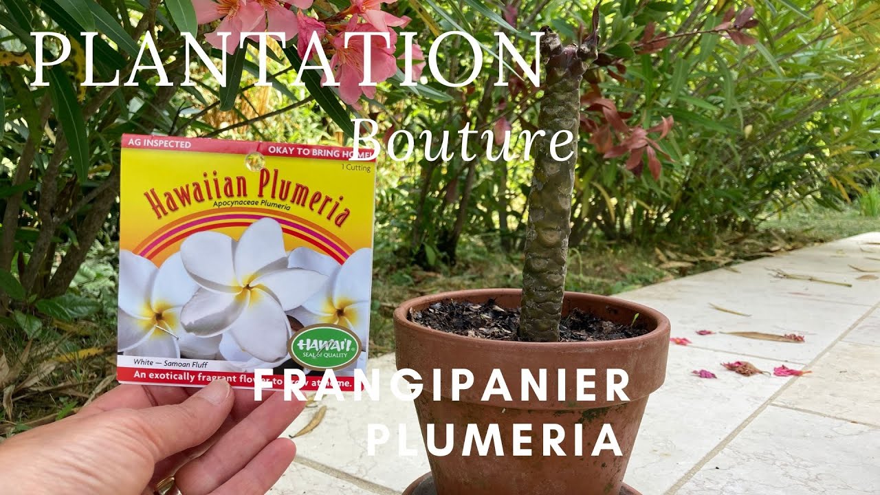 Comment planter une bouture de frangipanier - Plumeria