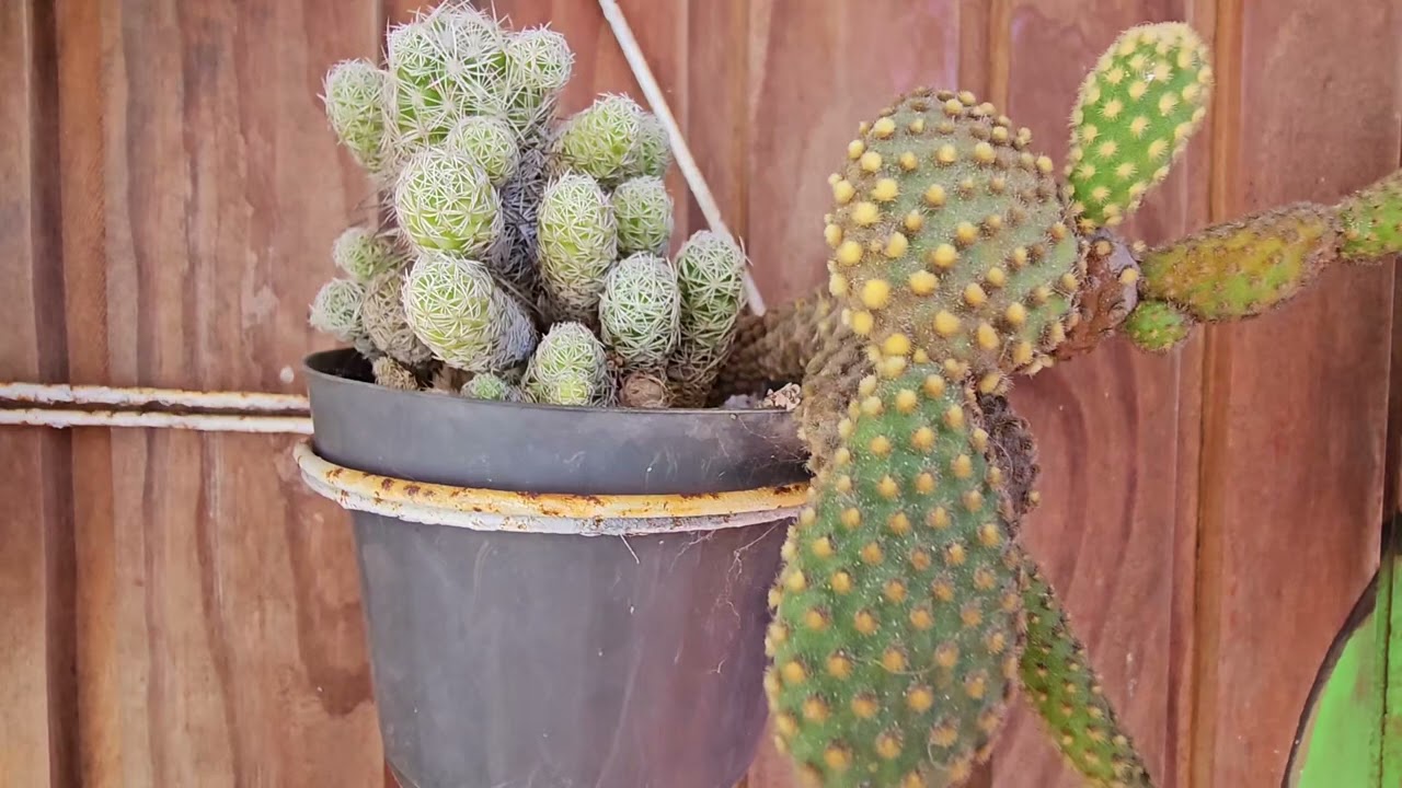 Mini Cactus Collection . 