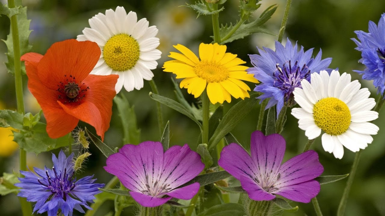 Le piante Angiosperme: il fiore e la fecondazione