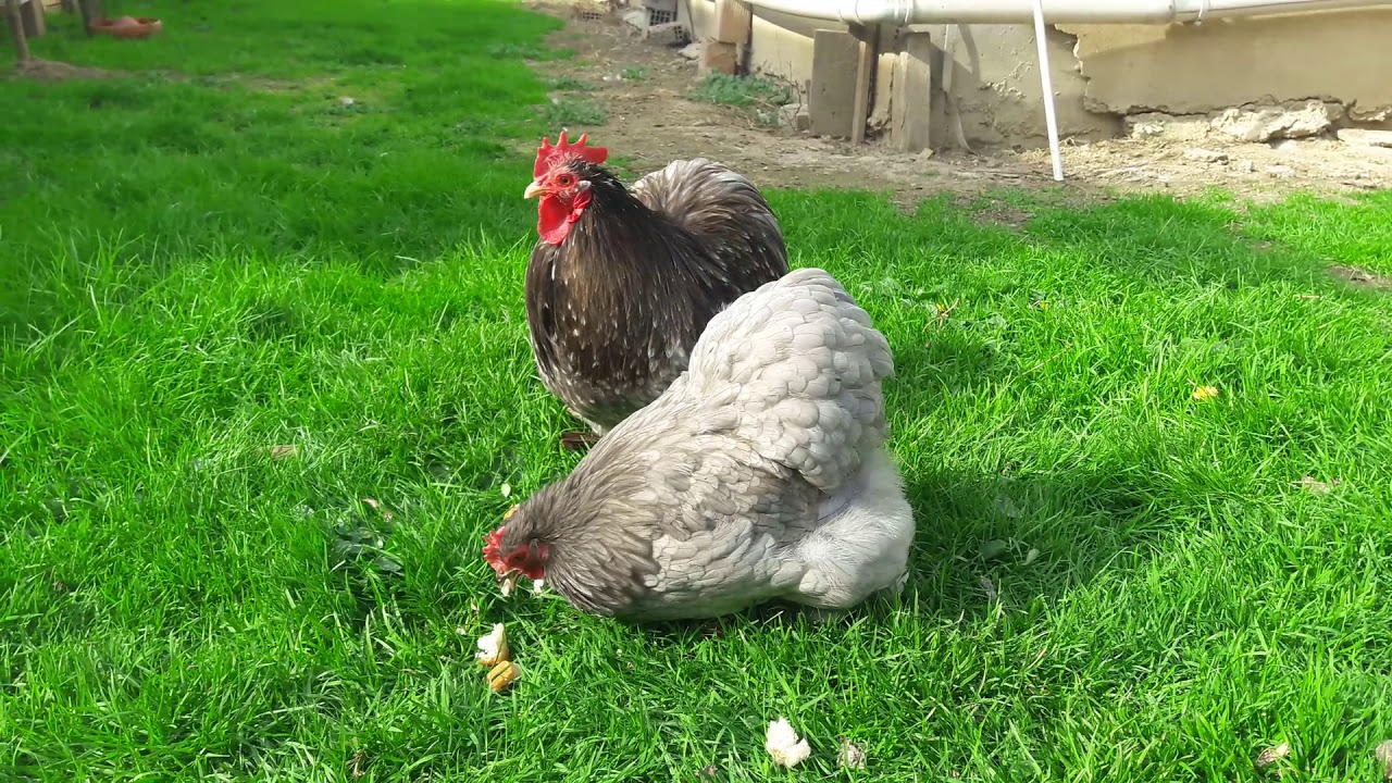 Blue Bantam Cochin - Turkish Farm |Cüce Cochin #1|