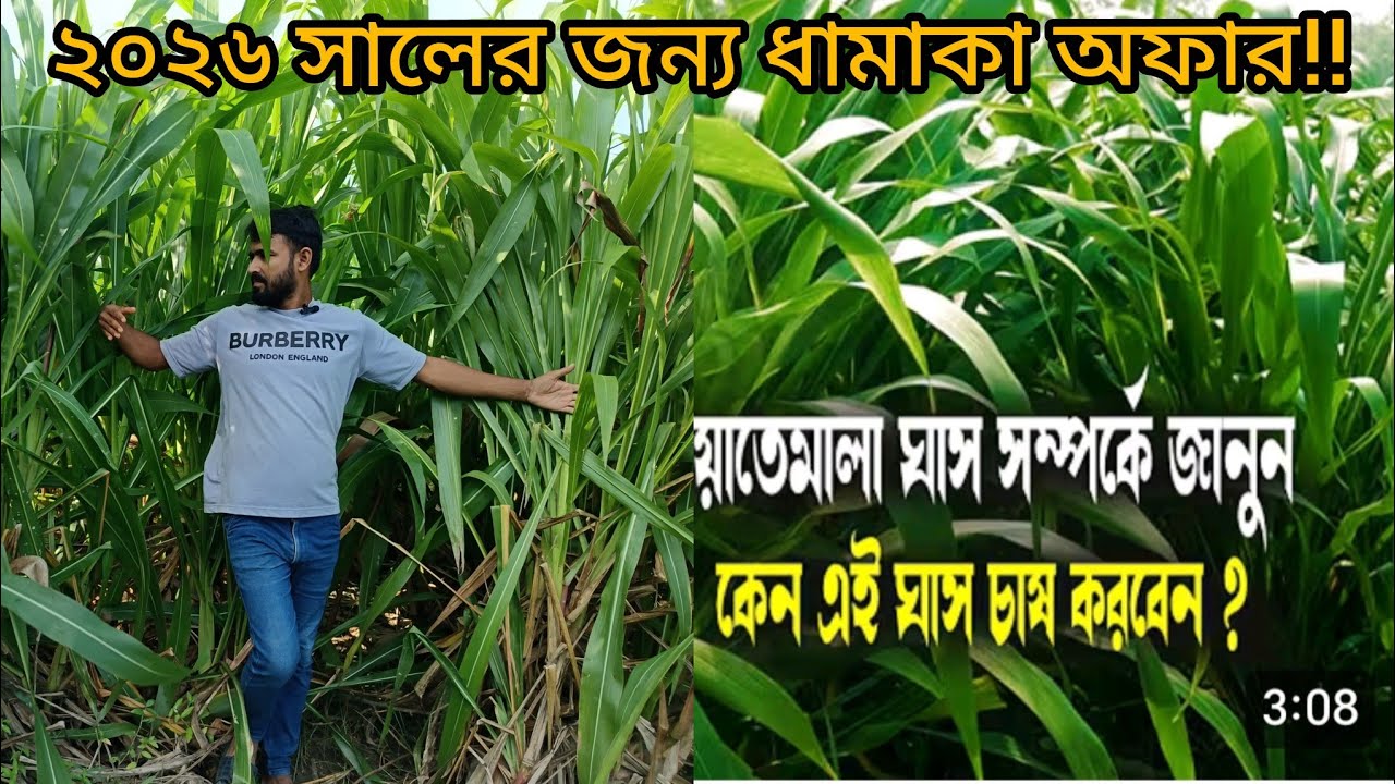 বিশ্ব সেরা ঘাস!! আমেরিকান গুয়াতেমালা ঘাস পরিপক্ব কাটিং সংগ্রহ করুন!! American guatemala grass. 