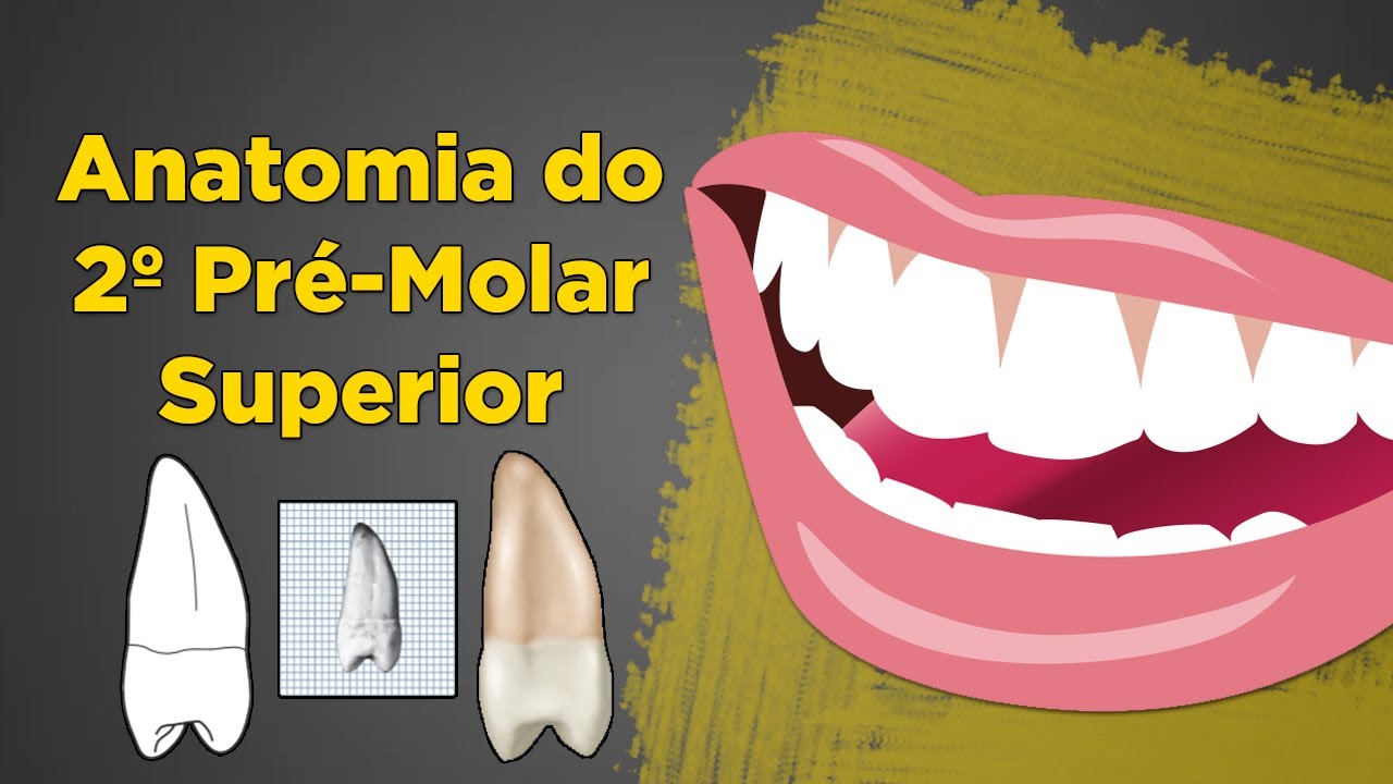 Anatomia do Segundo Pré-Molar Superior - Resumo de Anatomia Dental - Dente 15 e 25