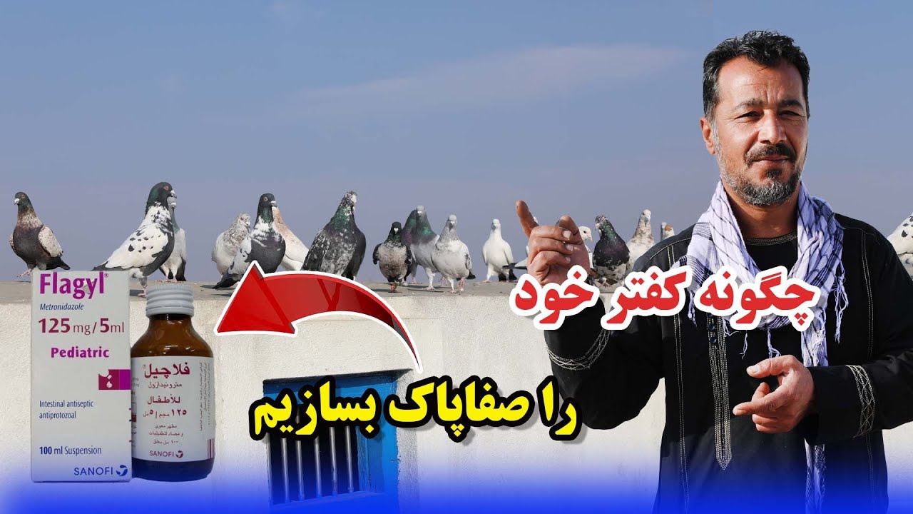 چگونه کفتر خود را صاف و یا سبک بسازیم؟ / عبدالباقی سلطانی09Afghan Shawqi