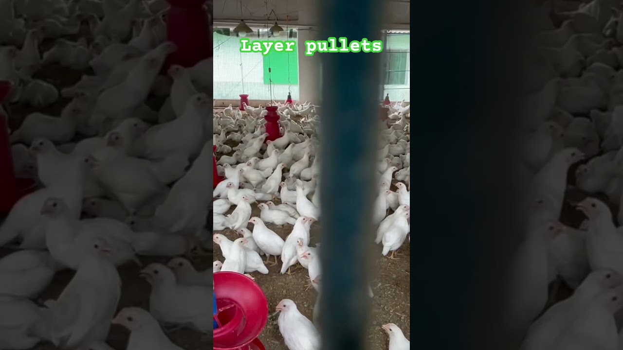 Layer poultry farm | 25000 hen #layerpoultryfarm #chicken #farming