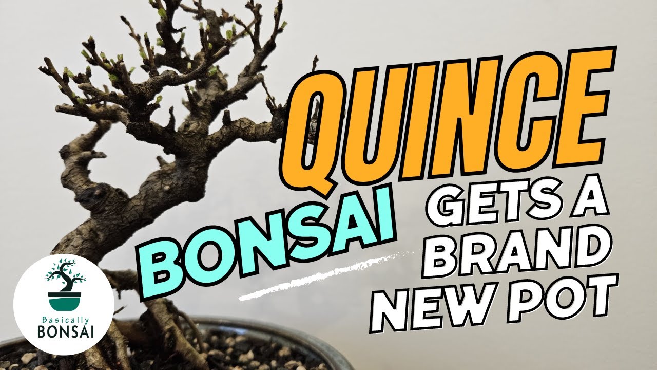 Small But Mighty Quince Gets Its First Bonsai Pot - Jan 2024