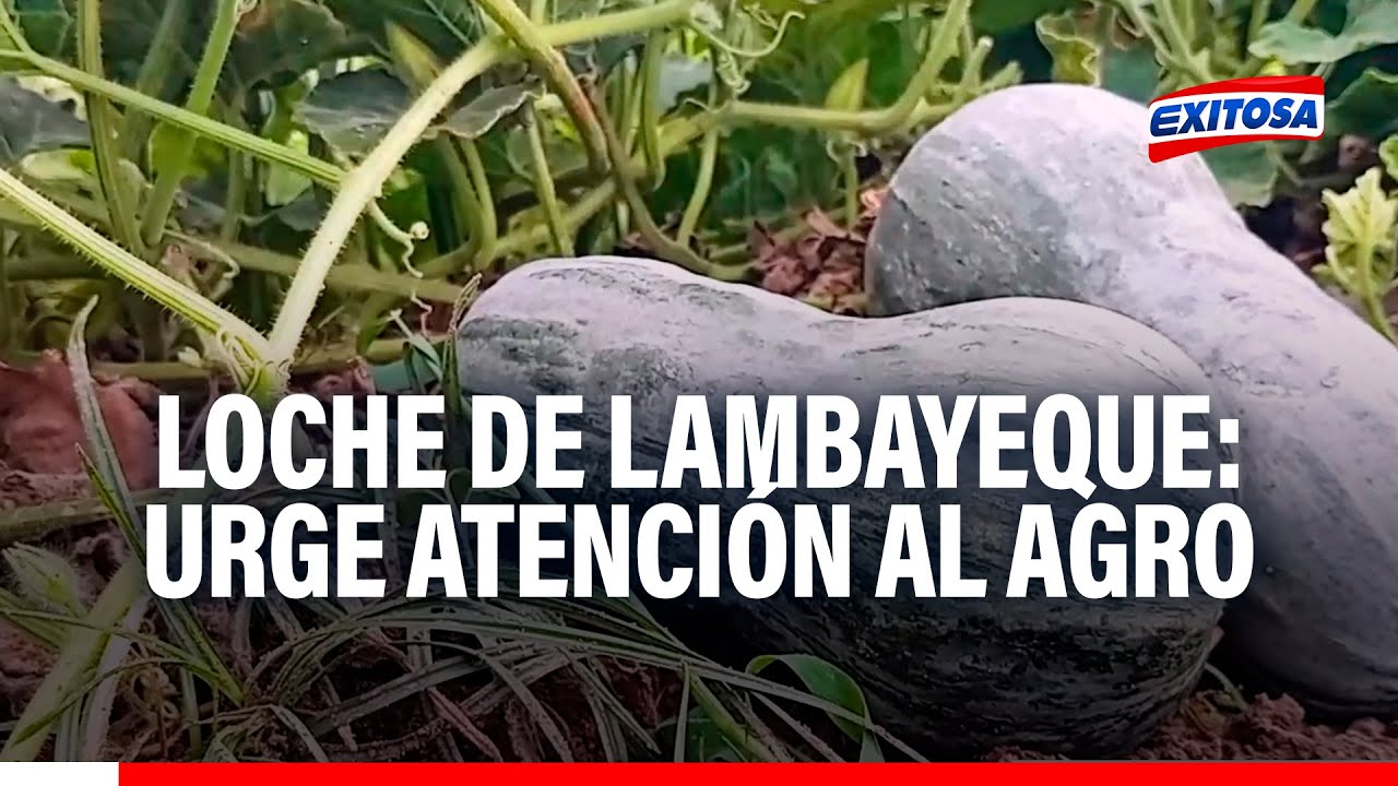 🔴🔵 Loche de Lambayeque para todo el mundo