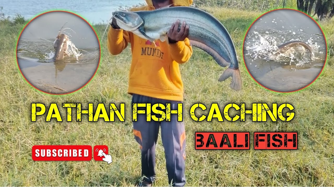 PATHAN FISH CACHING/BAALI FISHING/PATHAN FISH/PATAN FISHING/PATAN FISH HUNTING/SPOON FISHING/FISHING