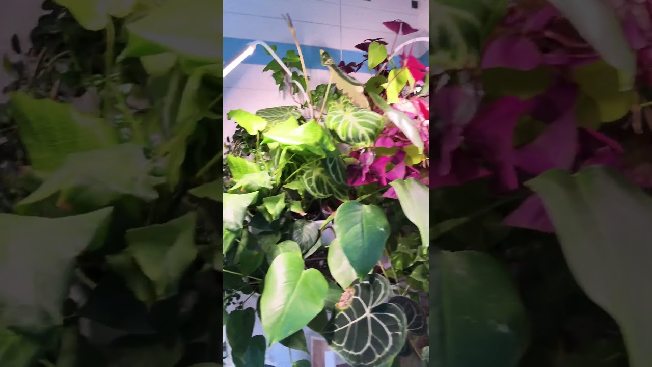 Кого выселяем? #цветочнаяклептомания #greenwalldesign #экзотическиерастения #комнатныерастения