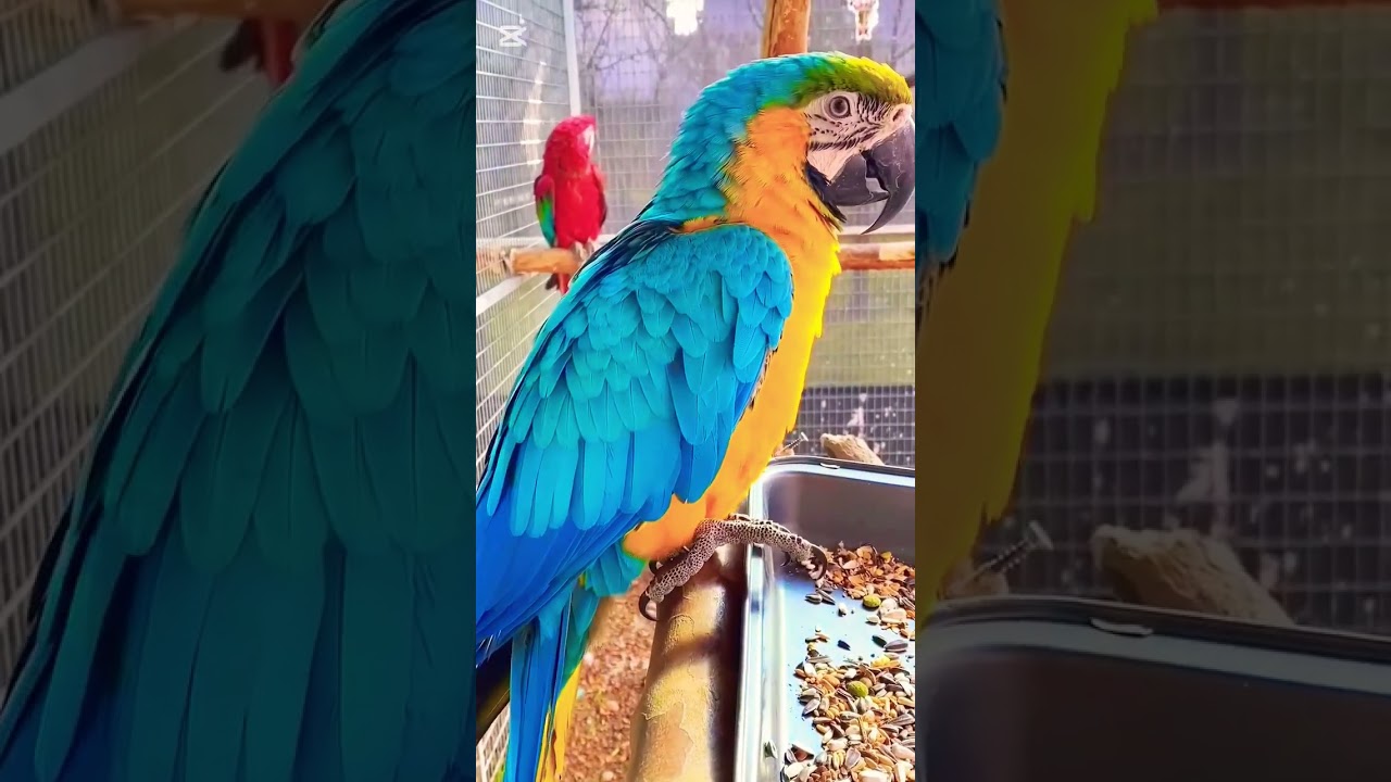 blue gold macaw parrot