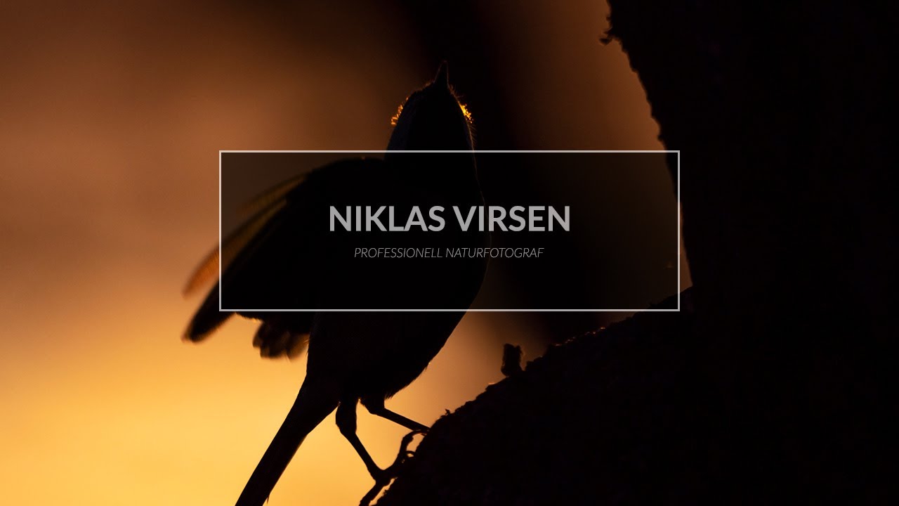 Jag anordnar en f&aring;gelplats f&ouml;r fotografering.