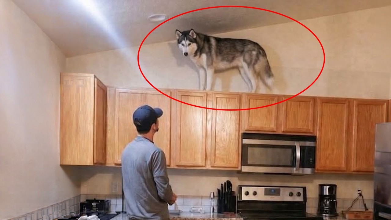 Hilarious Huskies Deserve an Oscar for Best Drama! 😂 Funny Dog Videos of 2026!