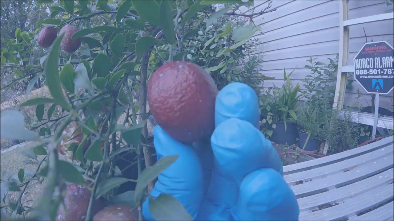COLD HARDY CITRUS tour plus bonus Blood Lime