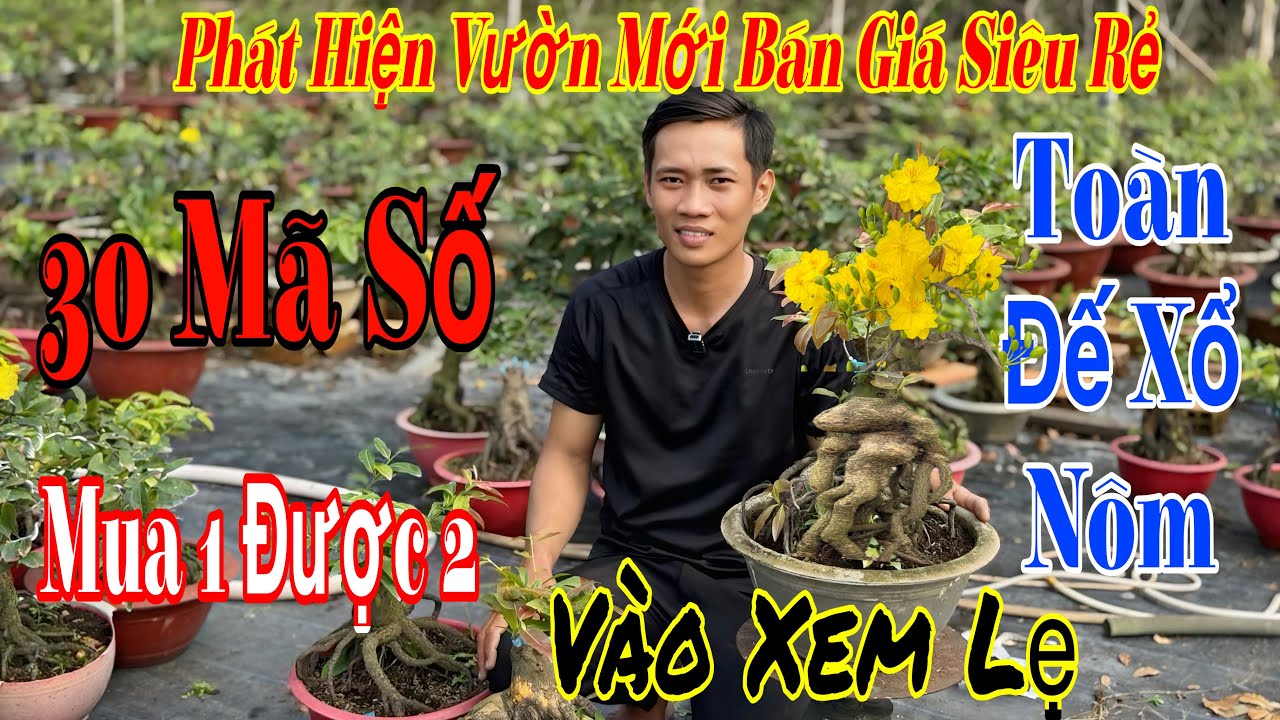4/3 Vườn mới giao lưu mai vàng giá siêu rẻ 💥🌲rất nhiều mã số đế Rất Đẹp 🌲🌲🌲☎️