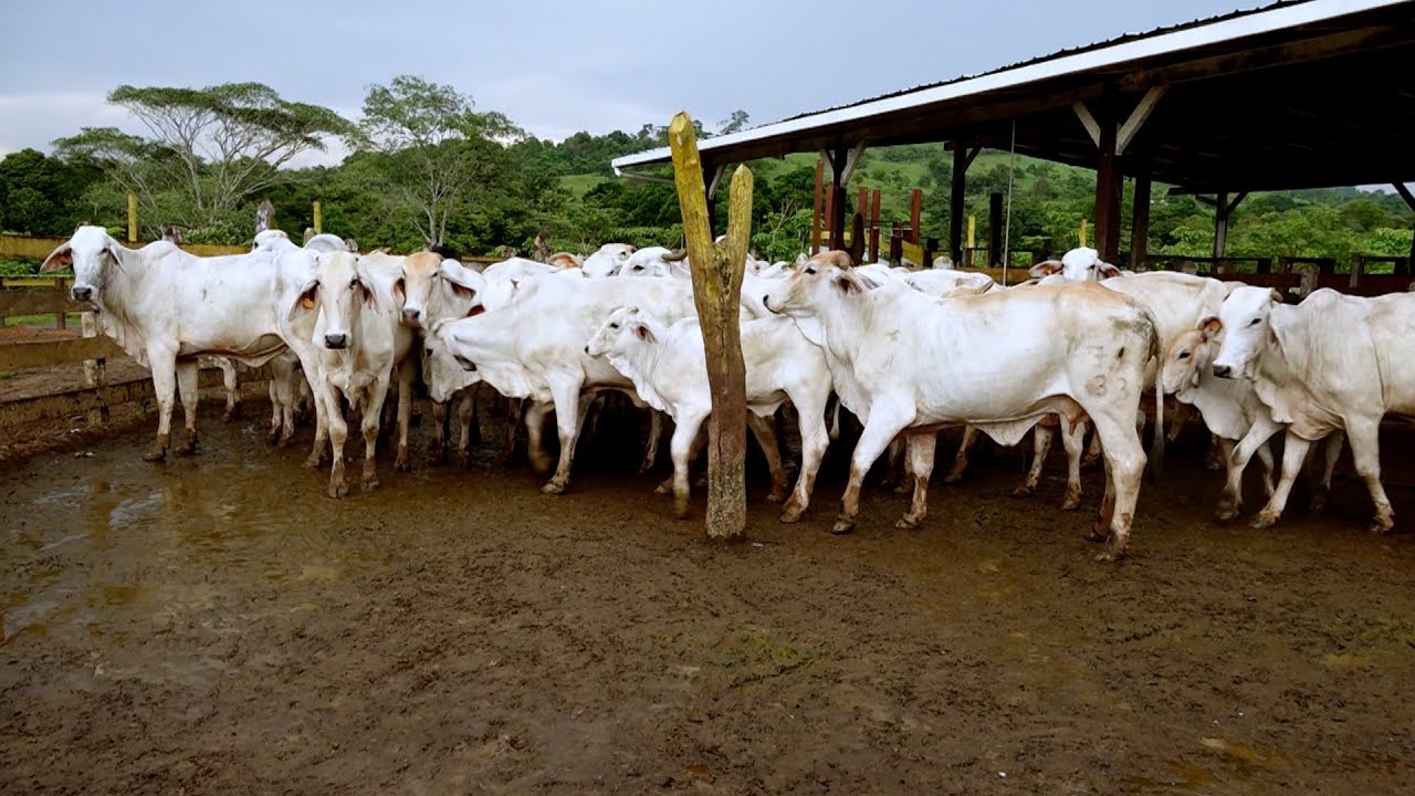 Nicaragua: Ganaderos impulsan mejoramiento del hato con altos ejemplares