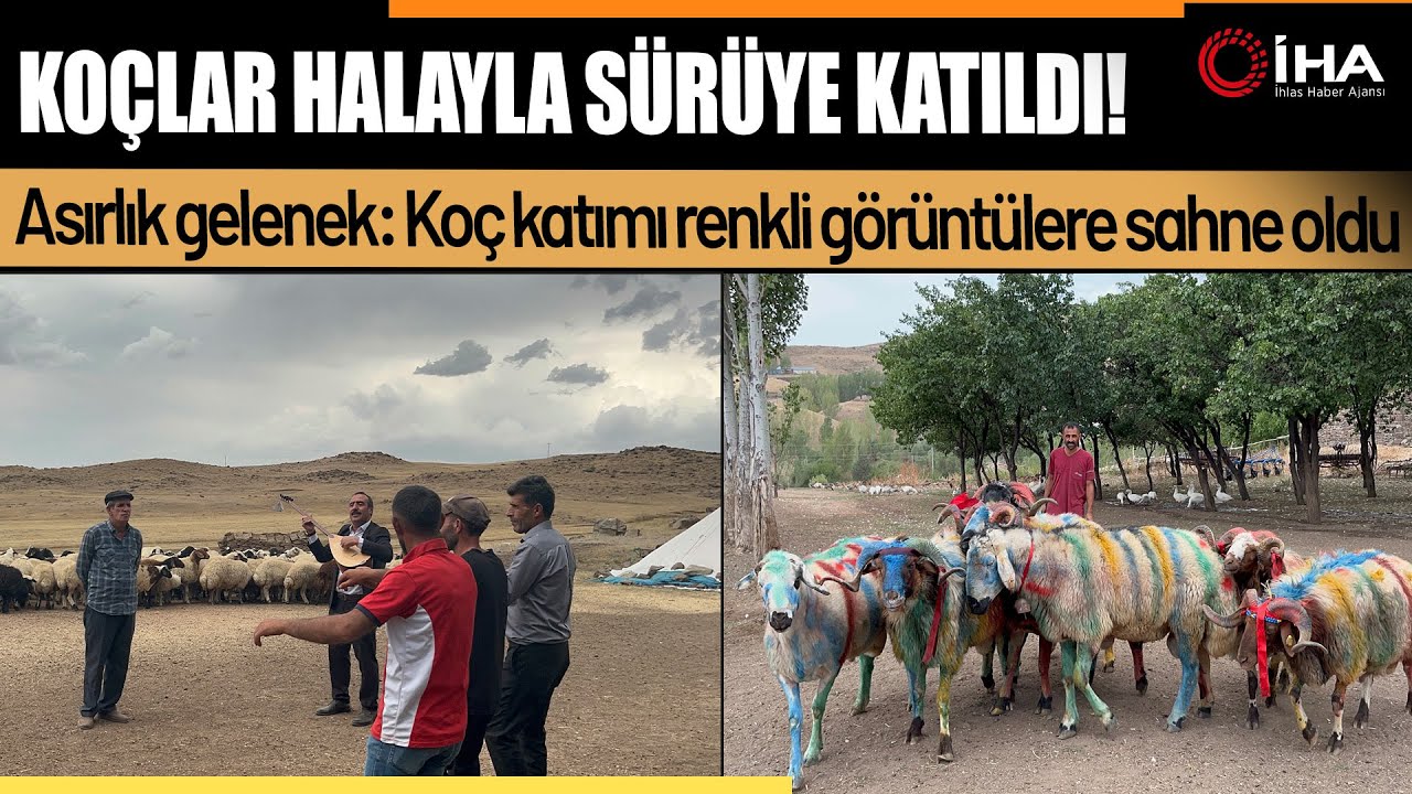 Koçlar Süslenip Halaylarla Sürüye Katıldı: Koç Katımı Geleneği!