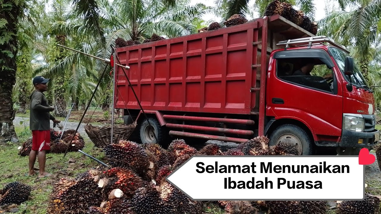 Panen sebelum masuk bulan puasa Ramadhan #sawit 