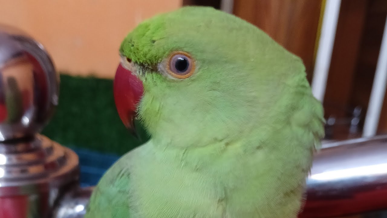 DimpalYadav  is live ringneck parrot live stream 🦜🦜🦜