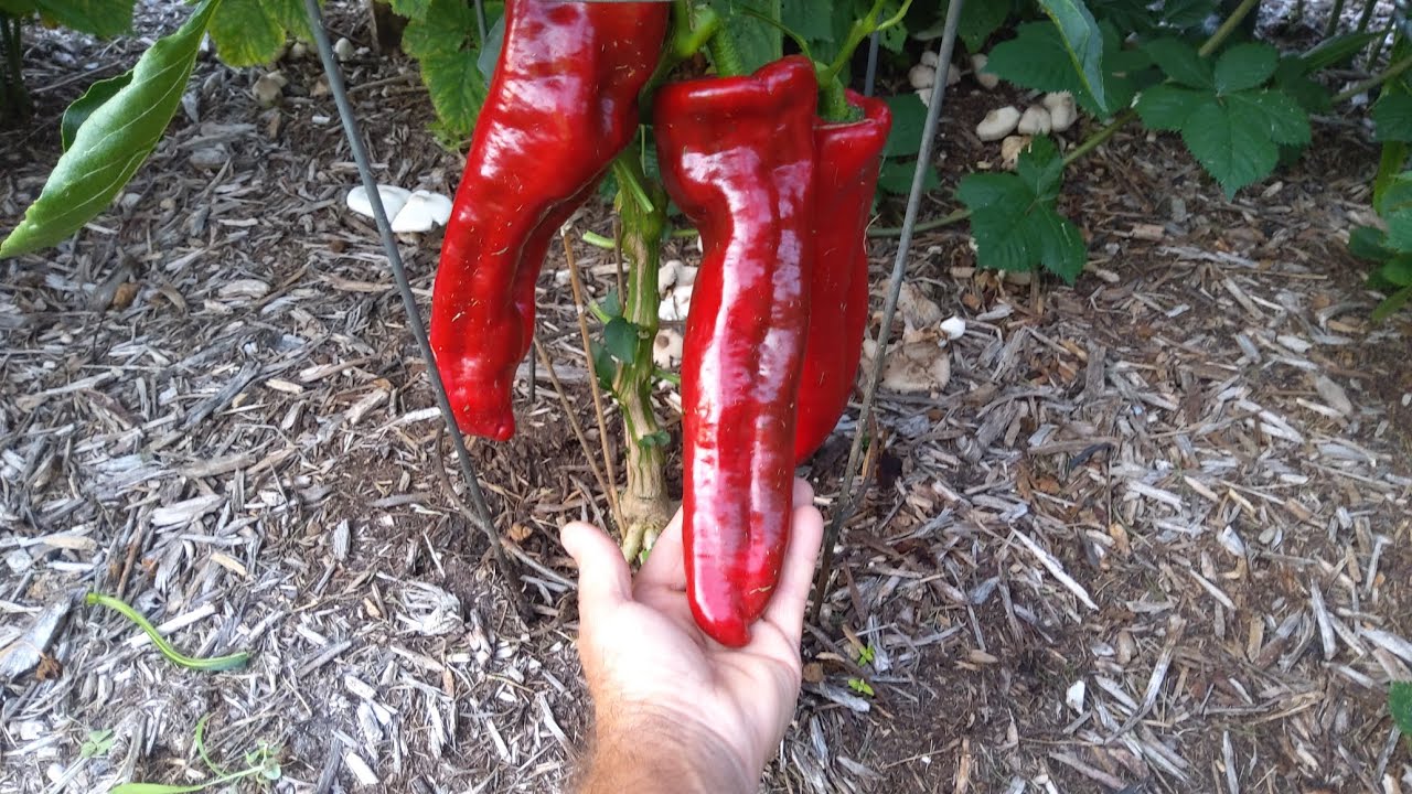 First Harvest of Giant Marconi Peppers – Massive Peppers Over 9 Inches! 8/5/24 #PepperHarvest