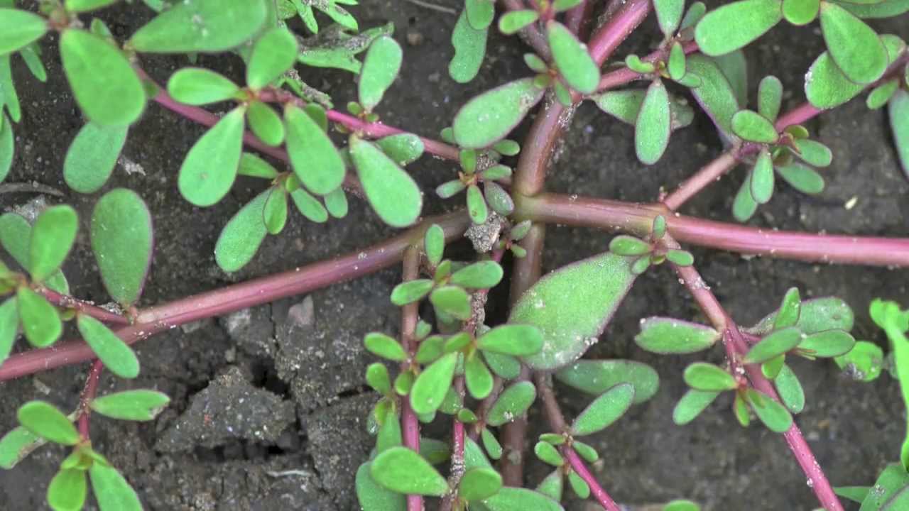 Purslane Identification