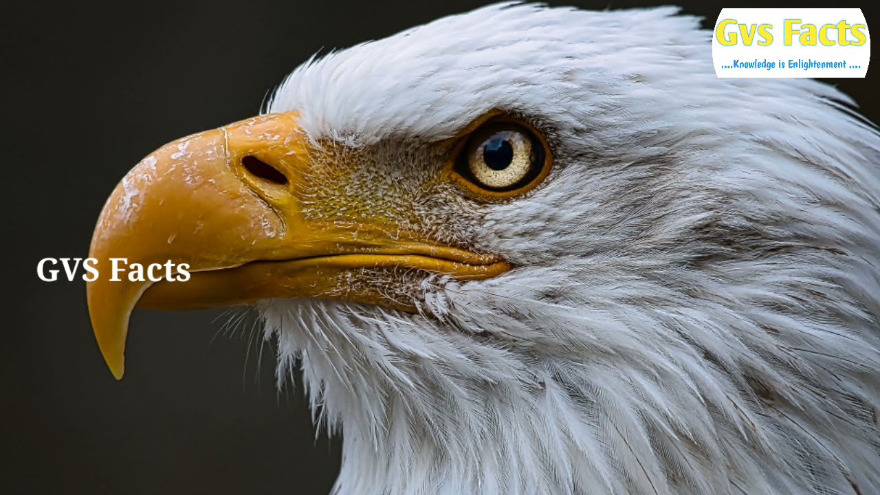 డేగ ఇంత ప్రమాదకరమని మీరు ఊహించి ఉండరు!!