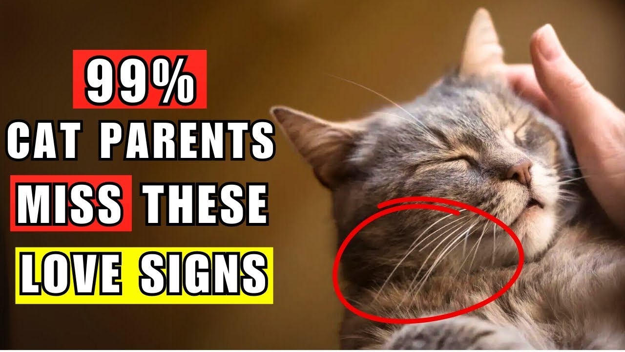 7 Hidden Ways Your Cat Shows You Love Every Day and You Don't Even Notice