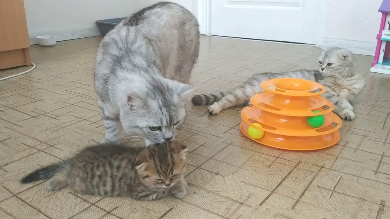 Самый заботливый папа кот в мире который ухаживает за своими котятами и мамой кошкой Любовь