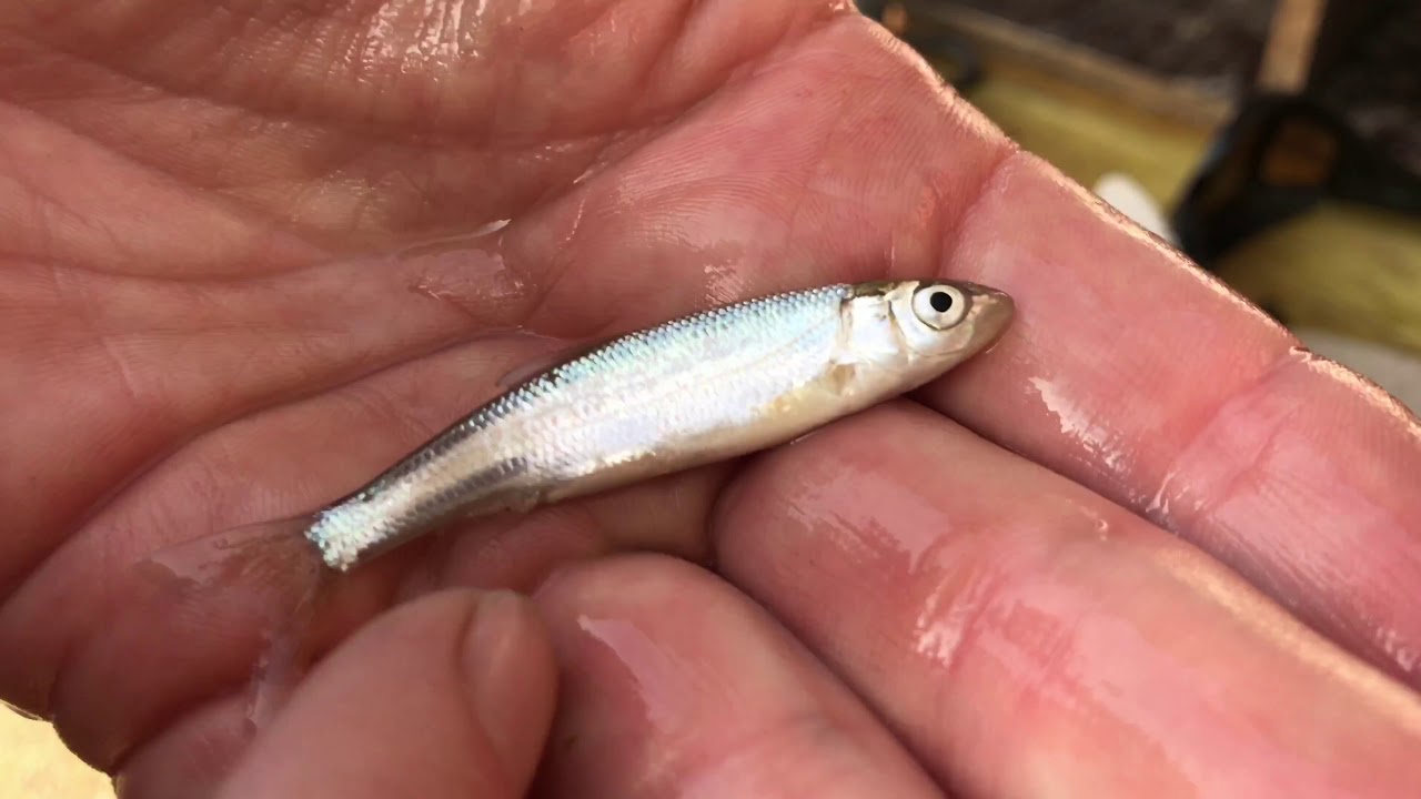 Kein Fisch bleib unberührt- VERBUND-Fischwanderhilfe in Greifenstein