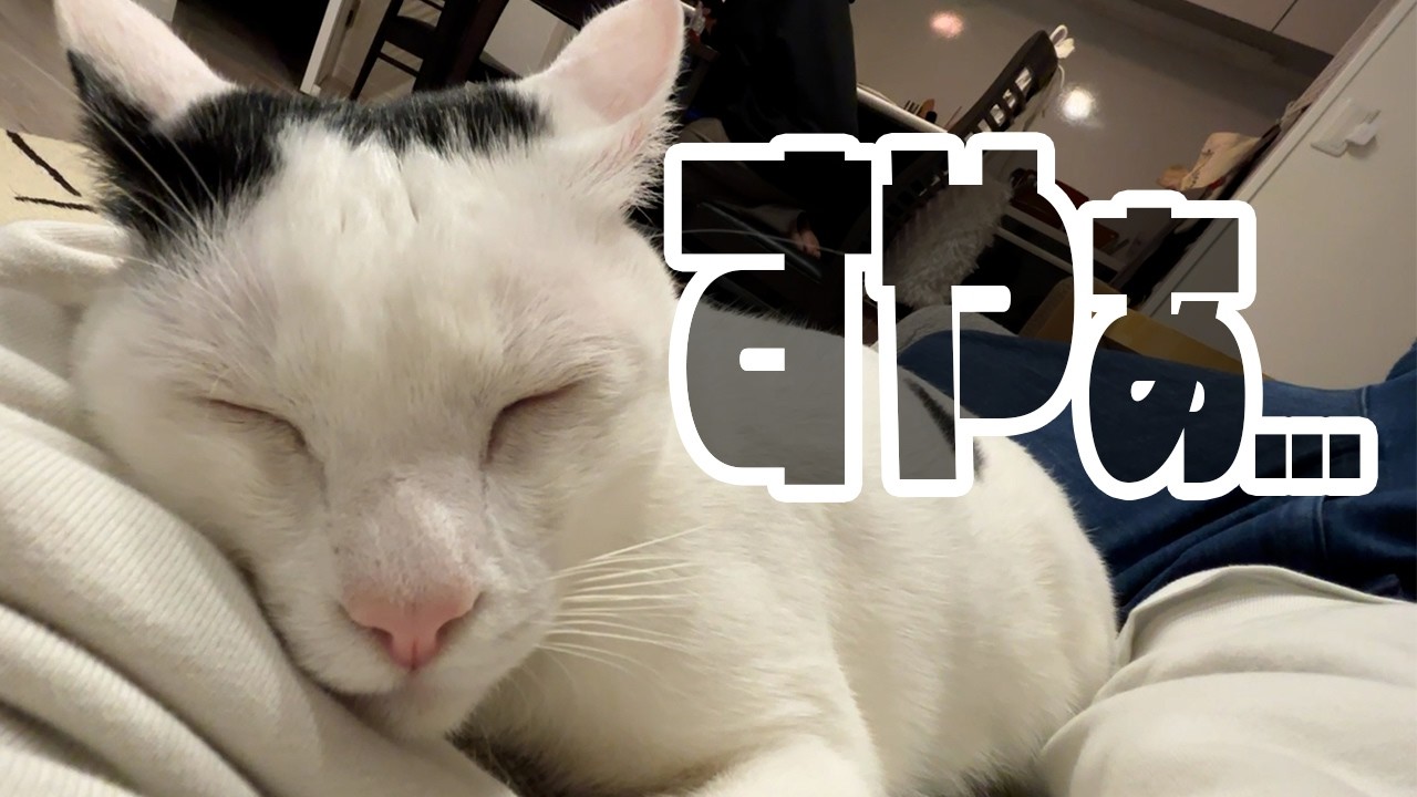 あまりにも人間に慣れすぎてしまった保護猫との日常