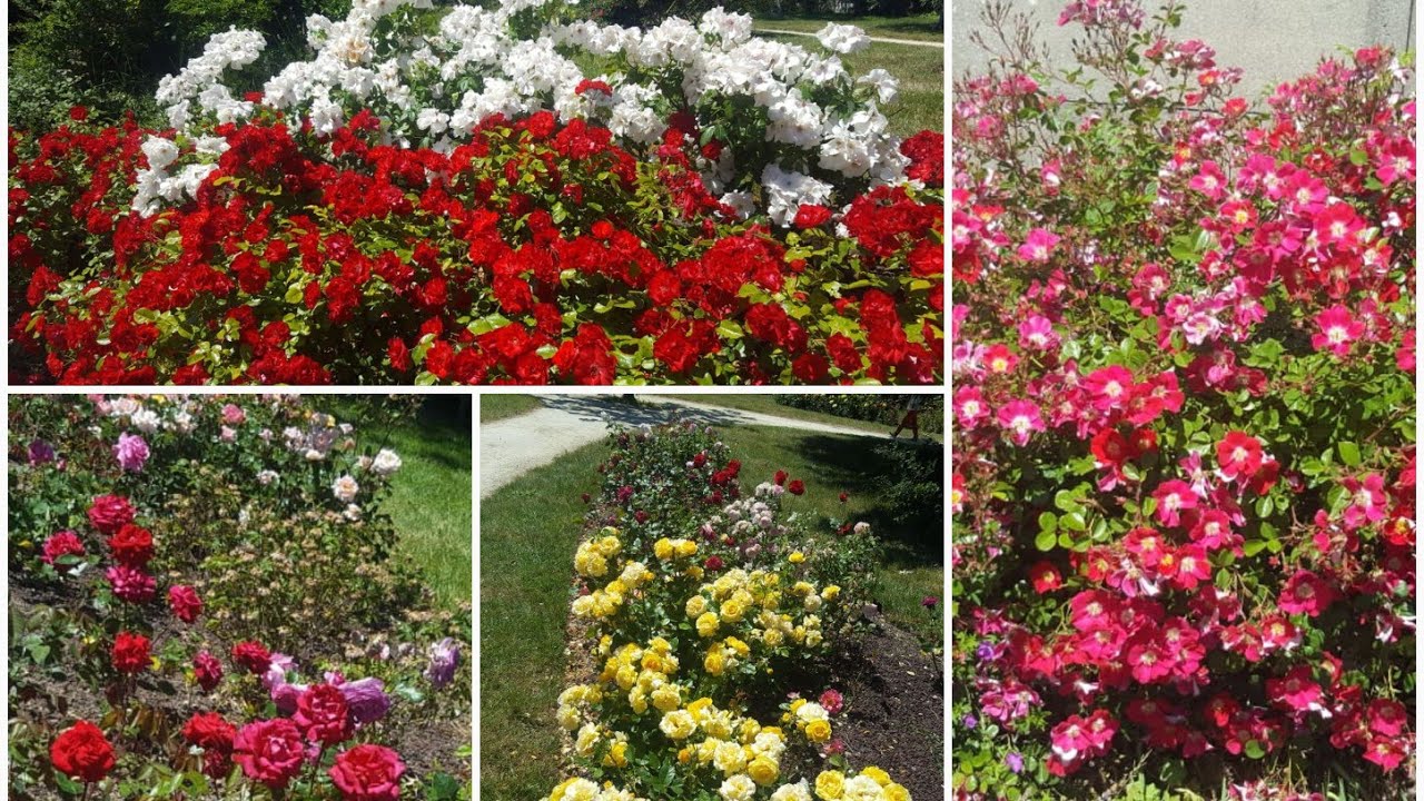 Flower's garden/you must Love the colourful variety of rose flowers/ urdu/hindi vlogs France