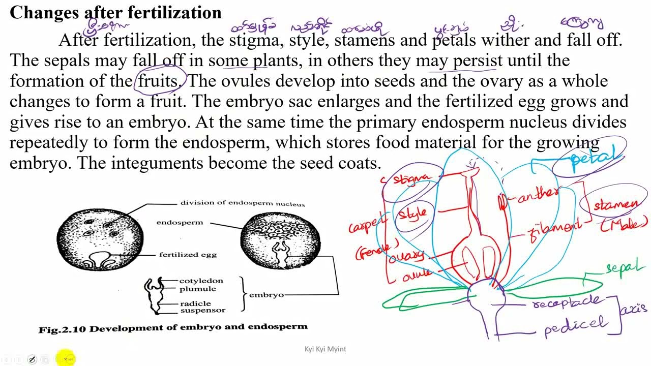 Grade 10 Chapter 5 Changes after fertilization