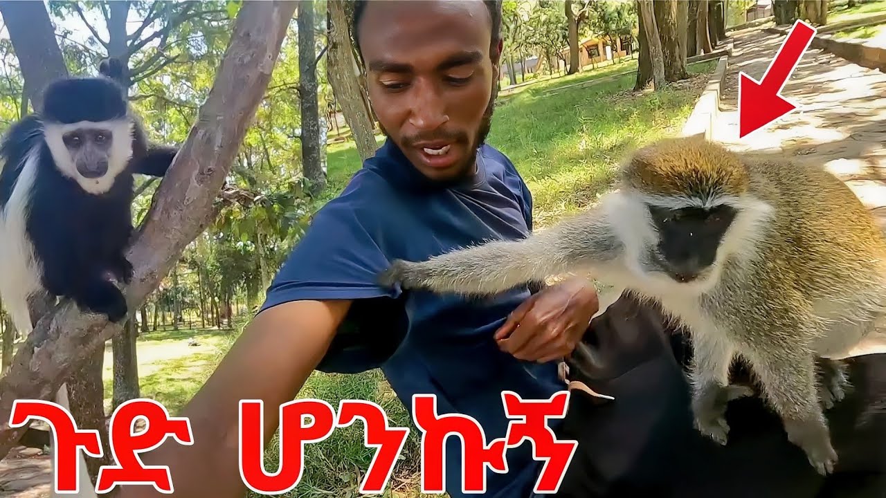 በዱር እንስሳት ተከበብኩ ሀዋሳ vlog