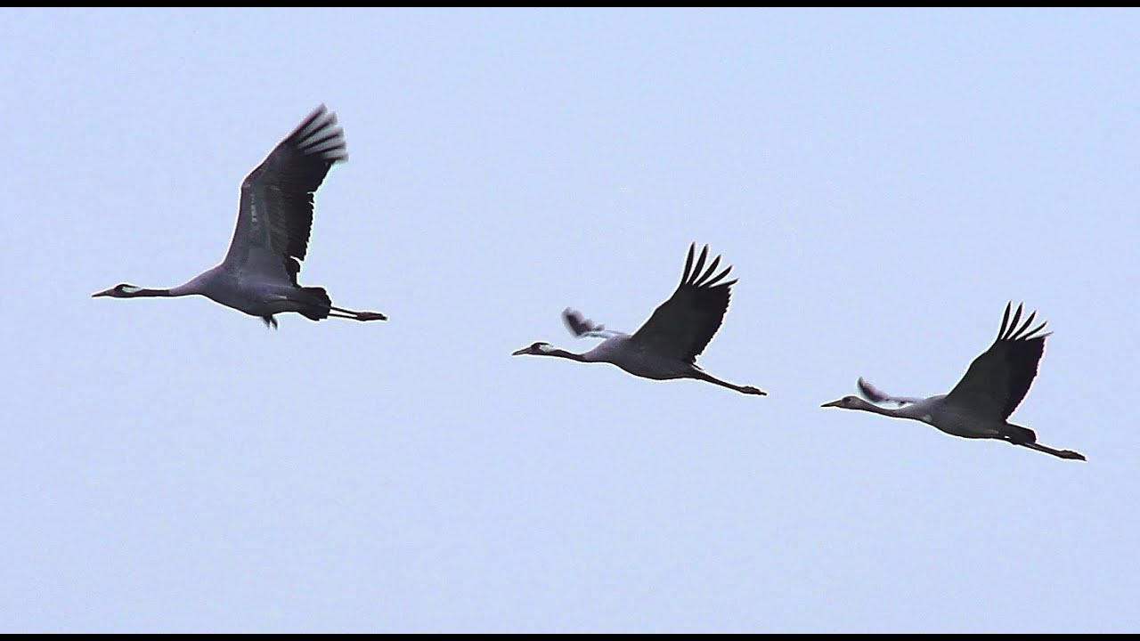 Журавли. Осень. Common crane. Autumn.