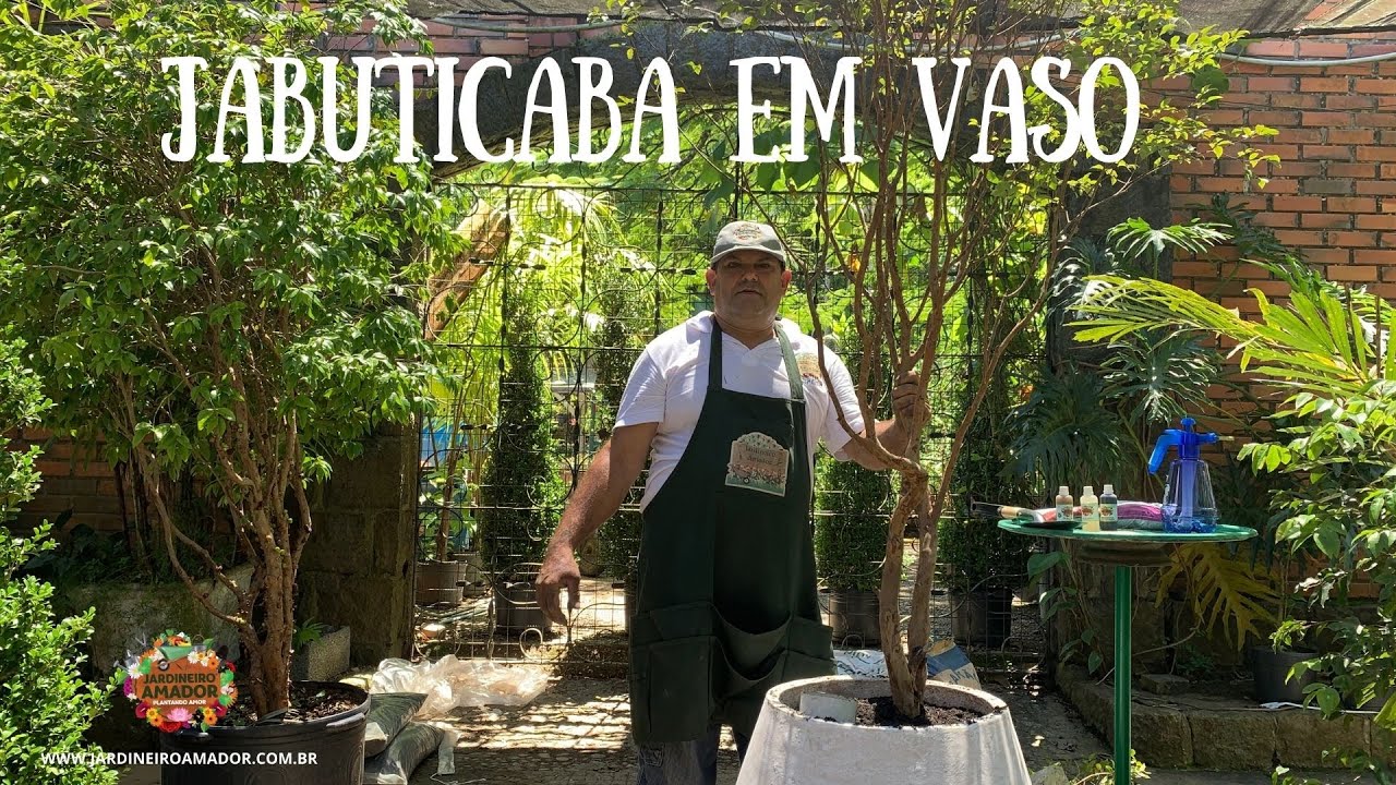 Como plantar jabuticaba em vaso e fazer poda de insolação