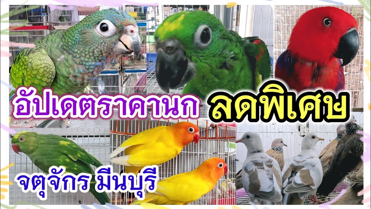 อัปเดตราคานก ลดพิเศษ จตุจักร มีนบุรี ร้านอันดามัน นกสวยงาม