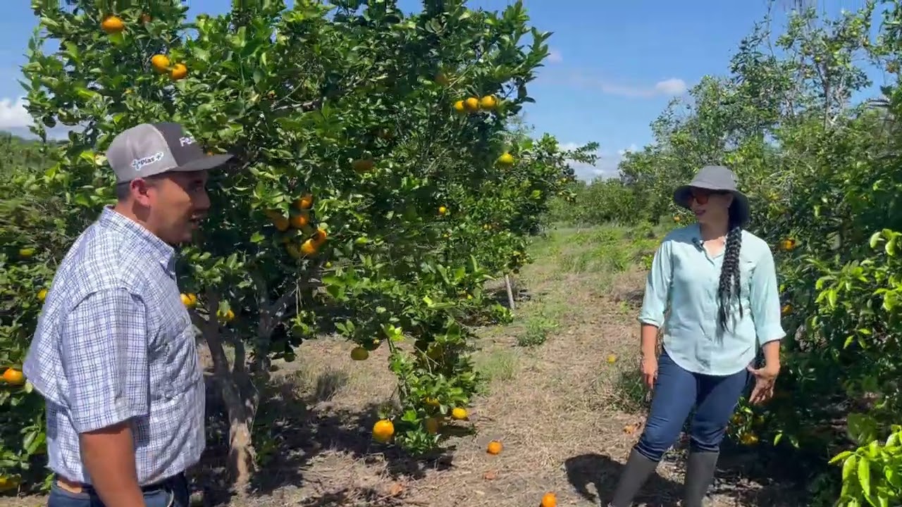 Mandarinas 